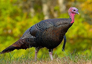 300px-wild_turkey_eastern_us